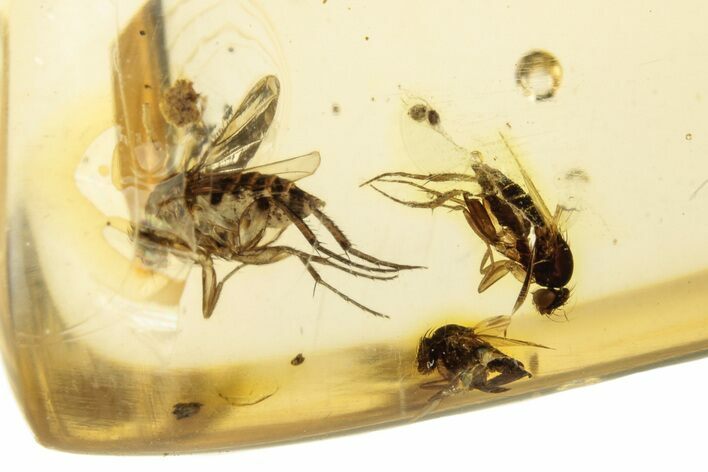 Polished Colombian Copal ( g) - Contains Small Spider! #263995